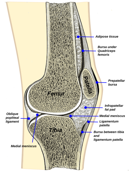 File:Knee bursae.svg