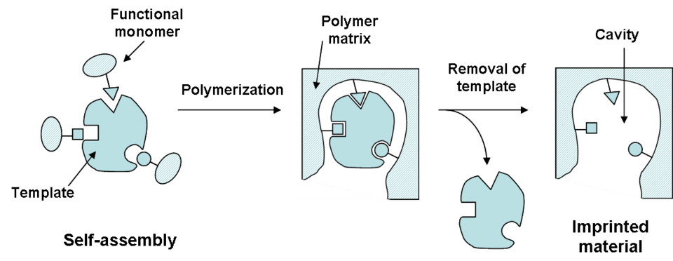 File:Molecular imprinting.png