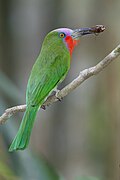 Nyctyornis amictus - Kaeng Krachan