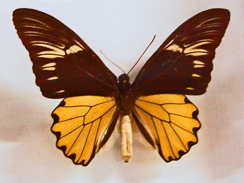 File:Papilionidae - Troides amphrysus.JPG
