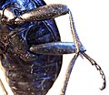 Thumbnail for version as of 07:35, 18 October 2009