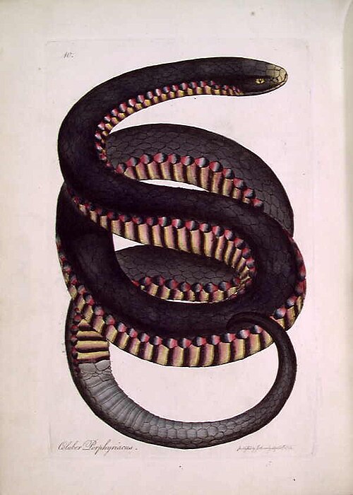 File:Pseudechis porphyriacus (Sowerby).jpg