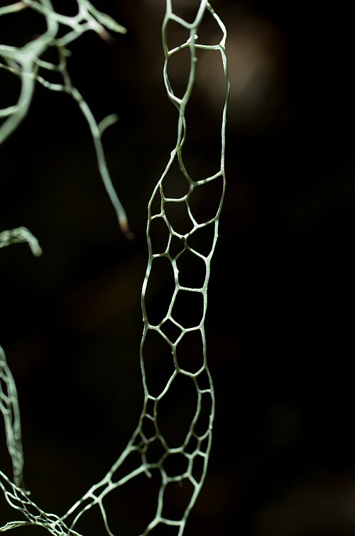 File:Ramalina menziesii by Jessica Rosenkrantz.jpg