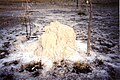 A cathedral mound slowly dissolving after the death of the termite colony inhabiting it.