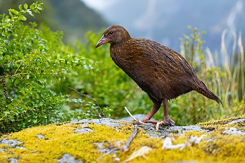 Weka, by JJ Harrison