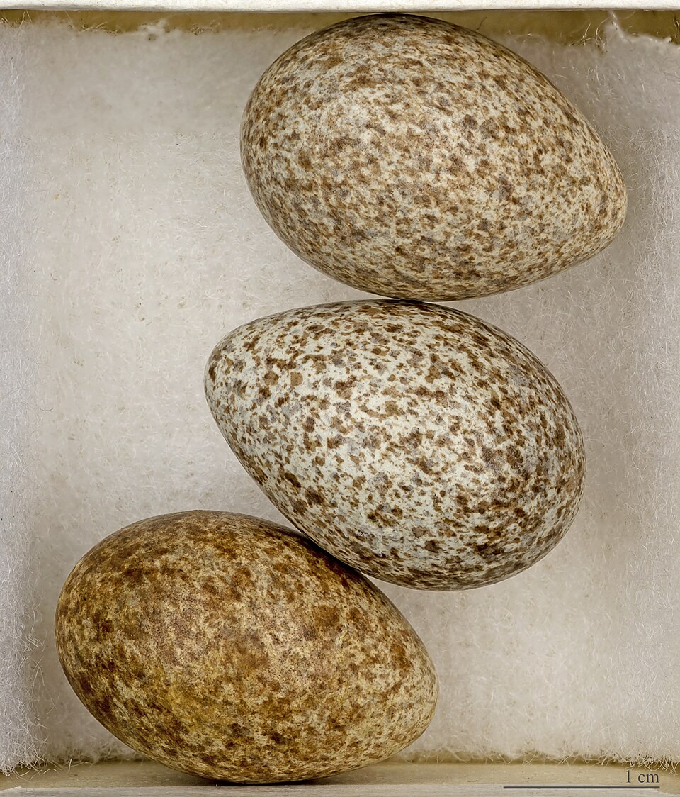 File:Alauda arvensis MHNT.jpg