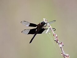 Male underside
