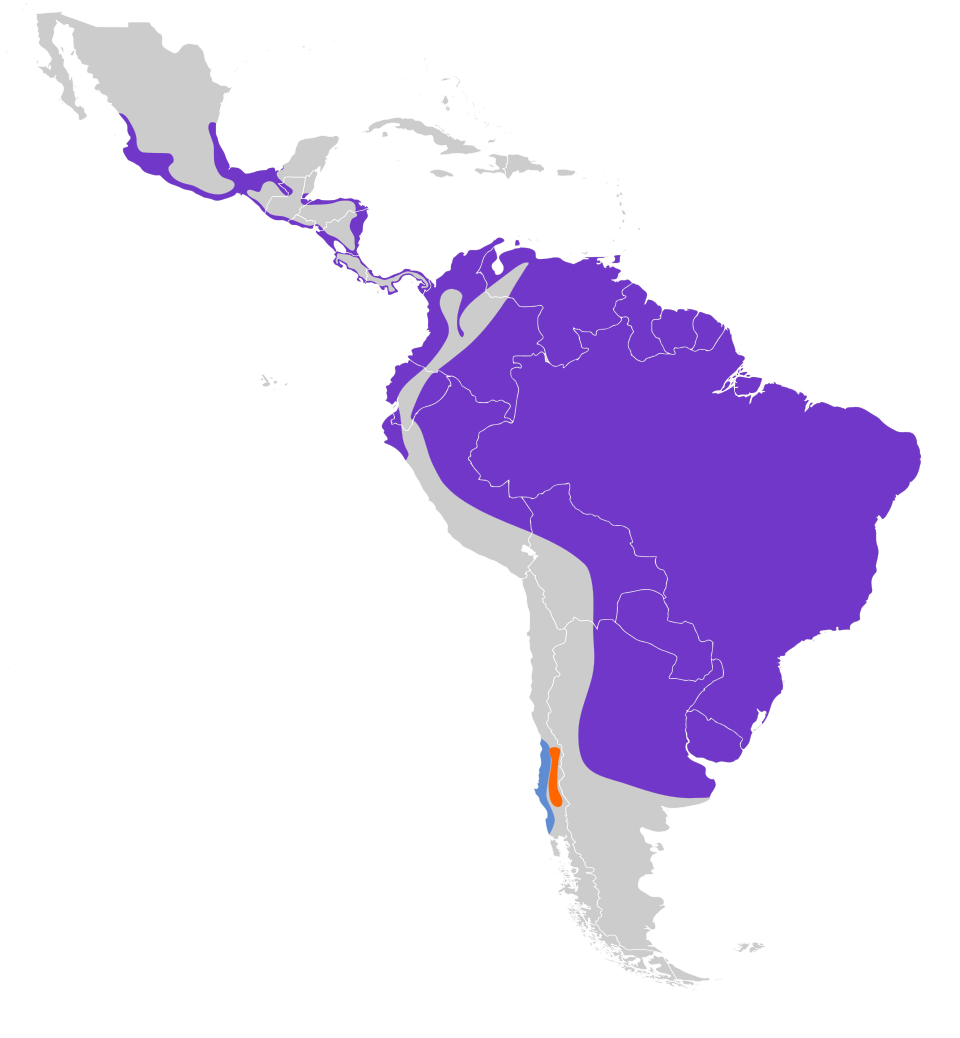 File:Charadrius collaris map.svg