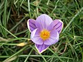Crocus imperati'De Jager' close-up