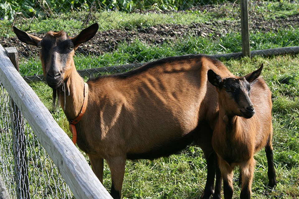 File:Erzgebirgsziege mit Kitz.JPG