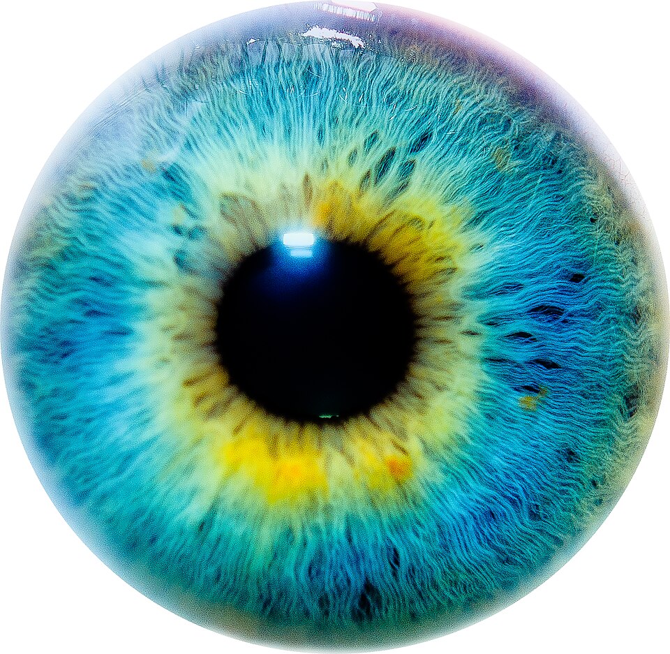File:Eye I.jpg