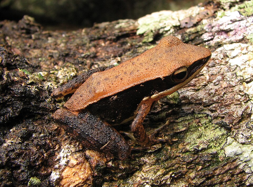 File:Hylarana aurantica (golden frog).jpg