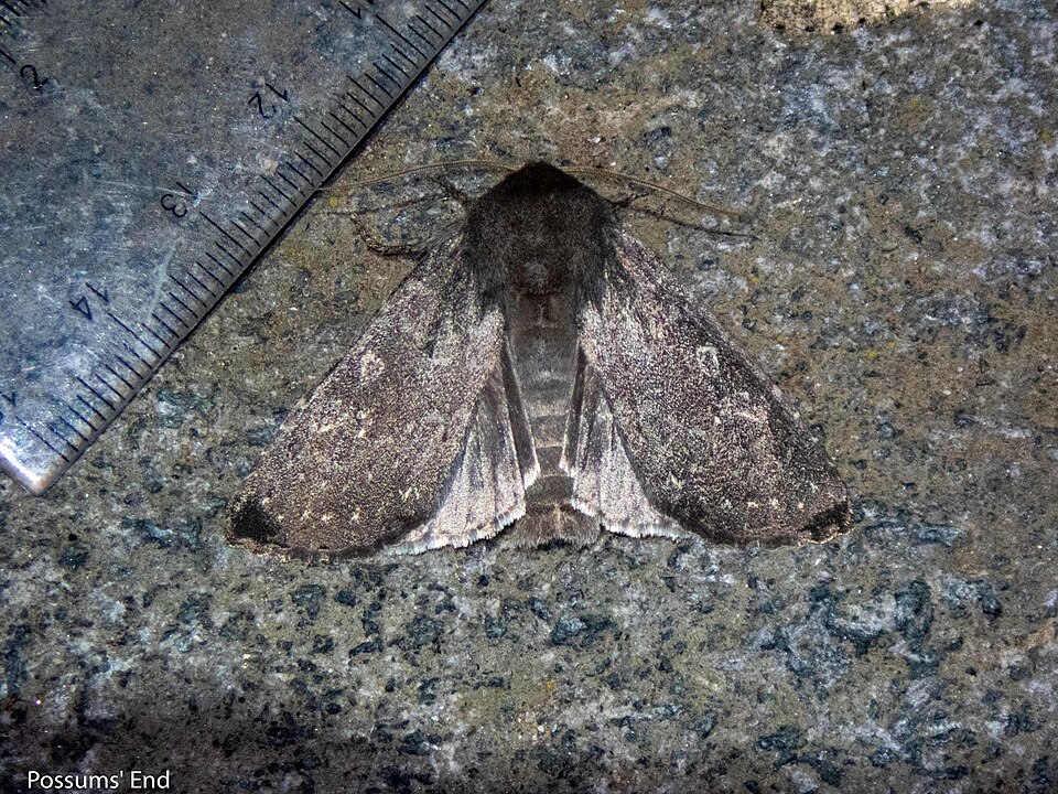 File:Ichneutica nullifera 111899135.jpg