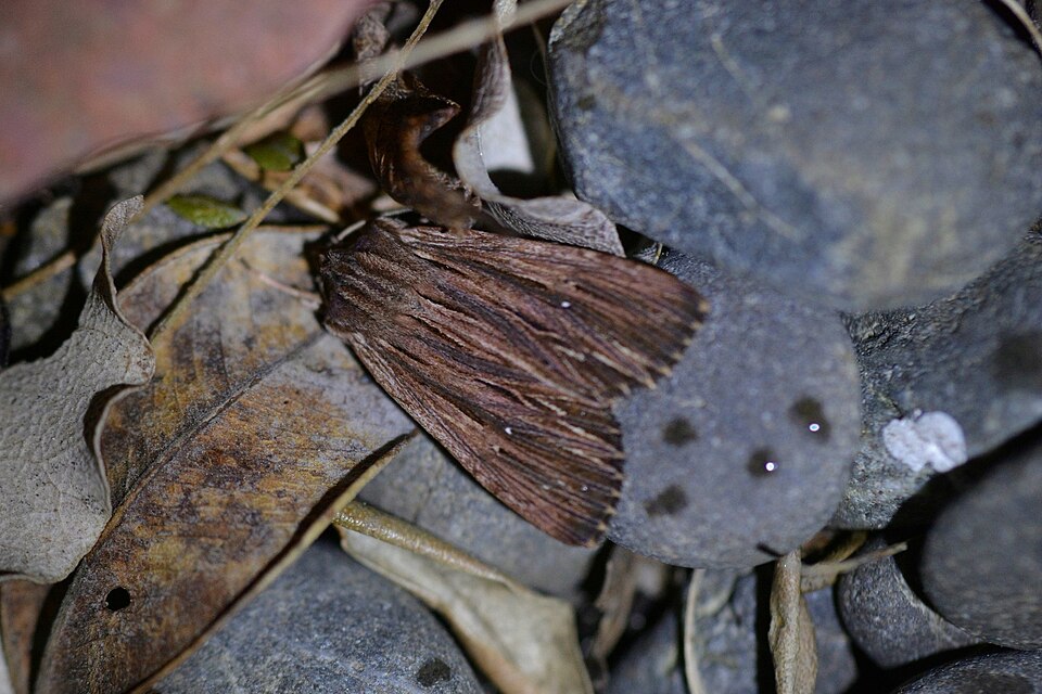 File:Ichneutica steropastis 23219304.jpg