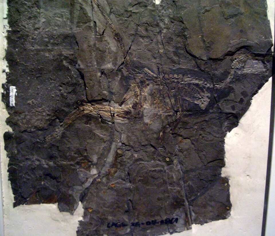 File:Jinfengopteryx elegans 2.JPG