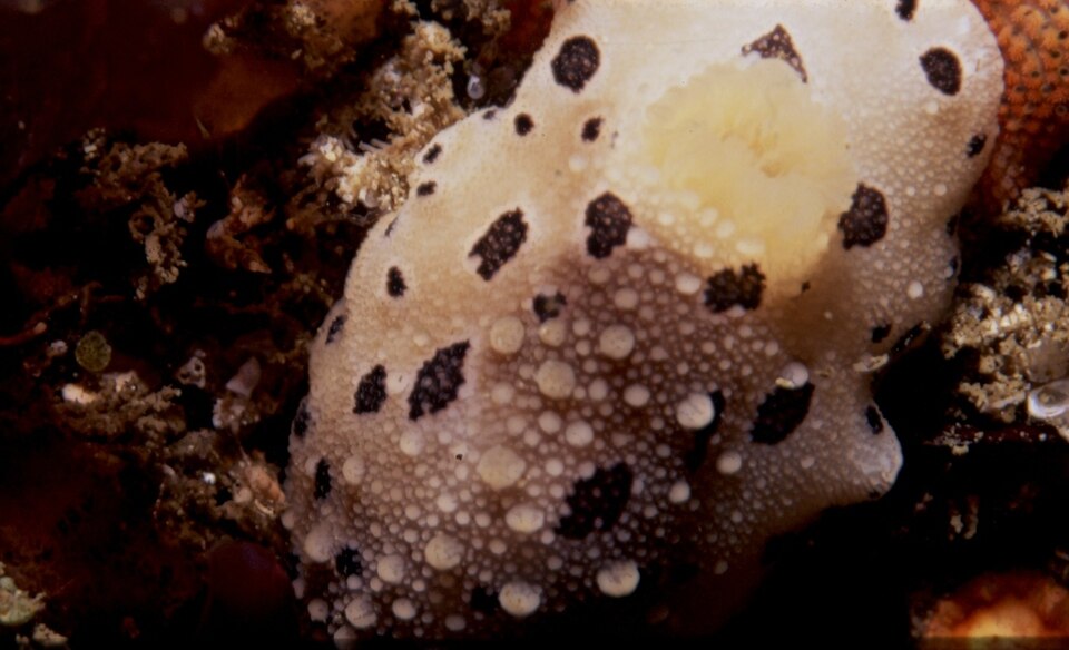 File:Mandelia mirocornata.jpg