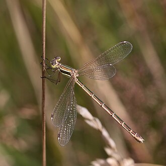 Lestes barbarus, by Charlesjsharp