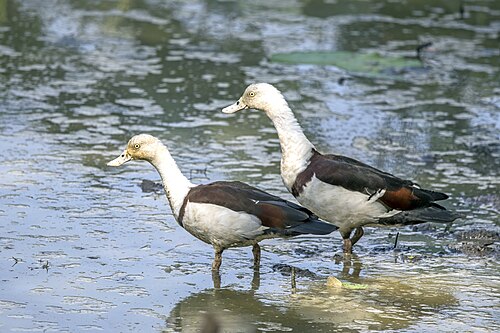Radjah shelducks Radjah radjah Australia