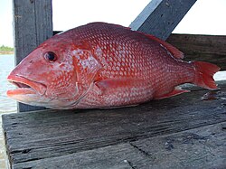 Fish in profile
