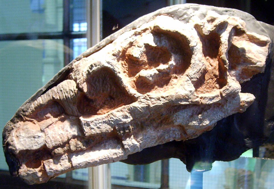 File:Riojasaurus skull.jpg