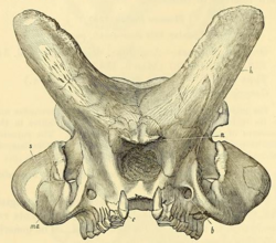 Titanops curtus, skull (YPM 12013)