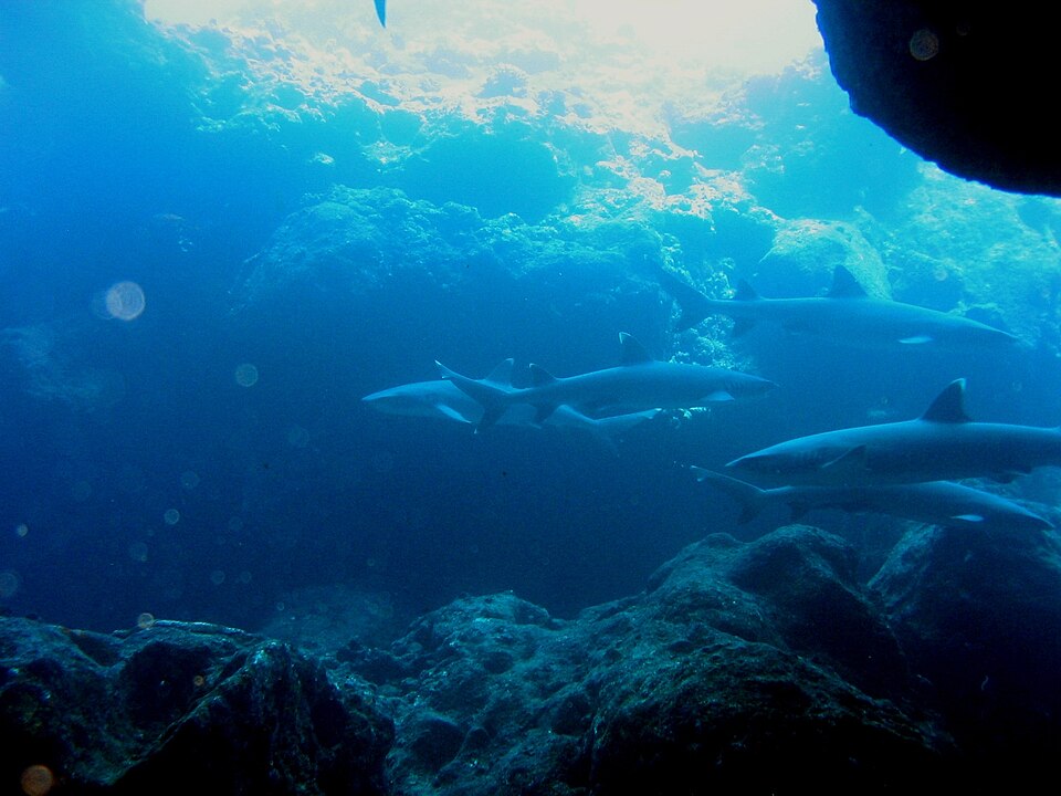 File:Triaenodon obesus group.jpg