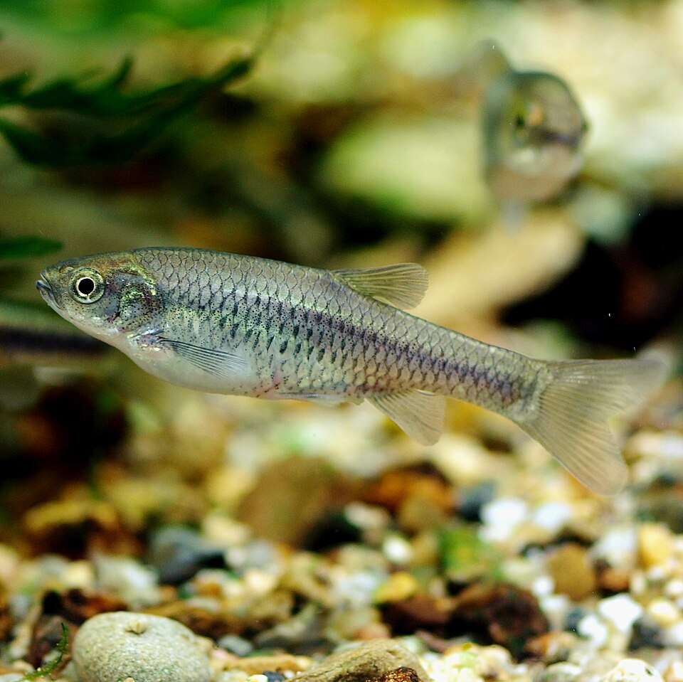 File:ヒナモロコ（雛諸子、Chinese bleak） Aphyocypris chinensis.jpg