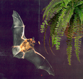 Thumbnail for version as of 18:24, 8 December 2006