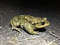 Traditional Animal Nickname: Toad/Crapauds