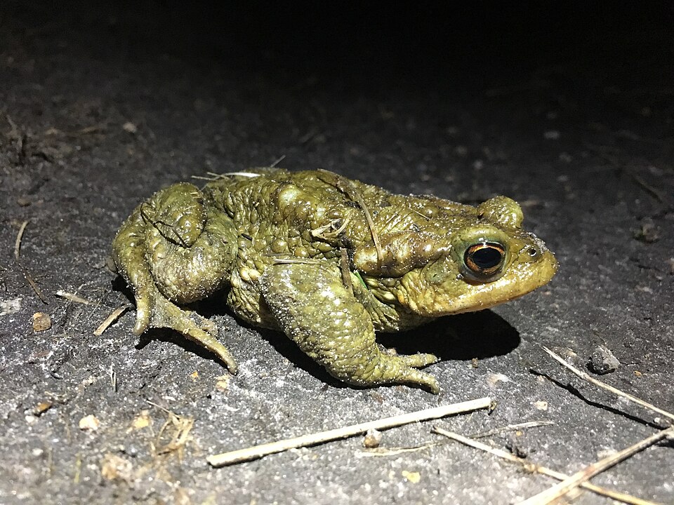 File:Bufo spinosus 60483430.jpg