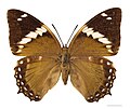 Female - dorsal side