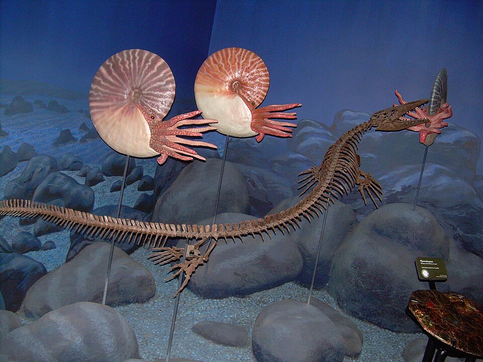 File:Clidastes propython skeleton and ammonite models.JPG
