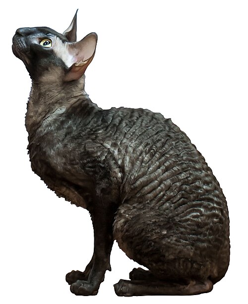 File:Cornish Rex.jpg