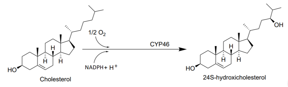 File:Coversion of cholesterol into 24s-hydroxycholesterol.png