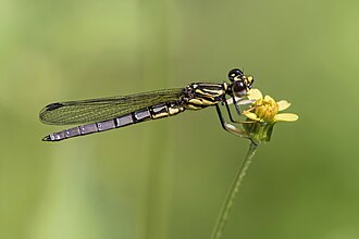 Dancing Jewel (Platycypha caligata) teneral male