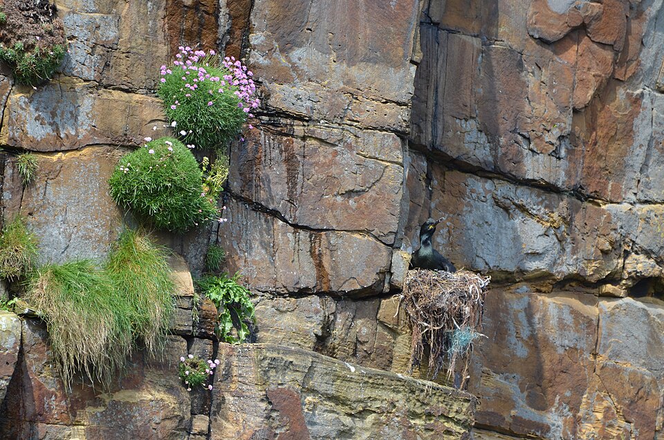 File:European Shag nesting on Deerness.jpg