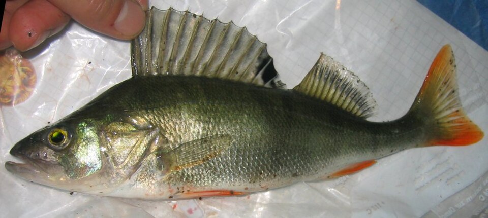 File:Europeanperch.jpg
