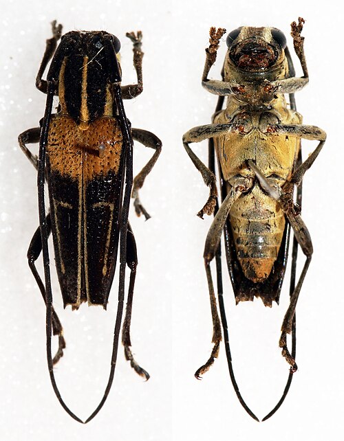 File:Glenea theodosia palavensis (16495684705).jpg