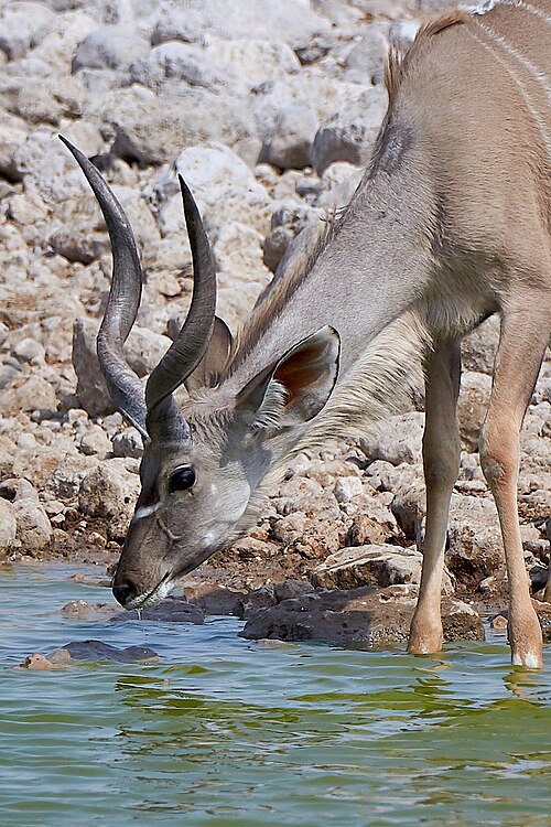 File:Greater Kudu Head 2019-07-25.jpg