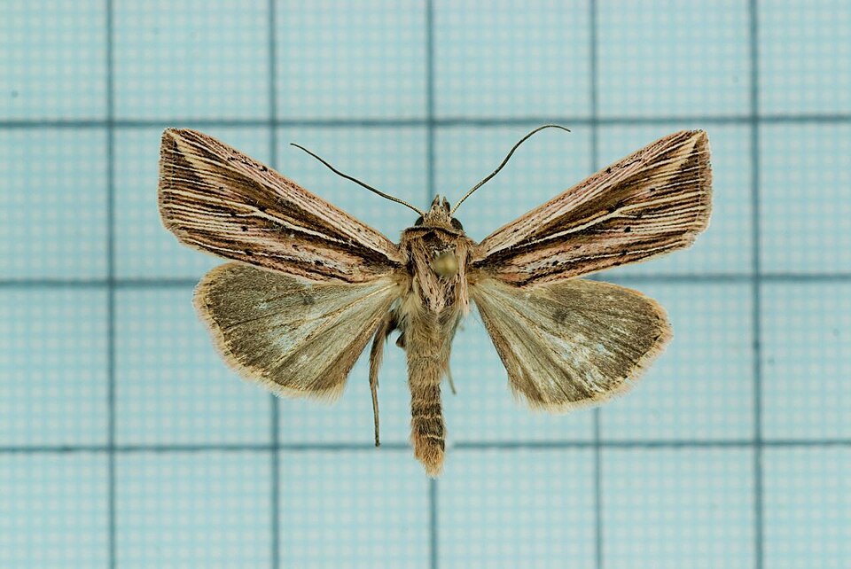 File:Mythimna guanyuana.jpg