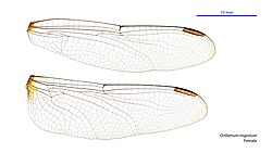 Female wings