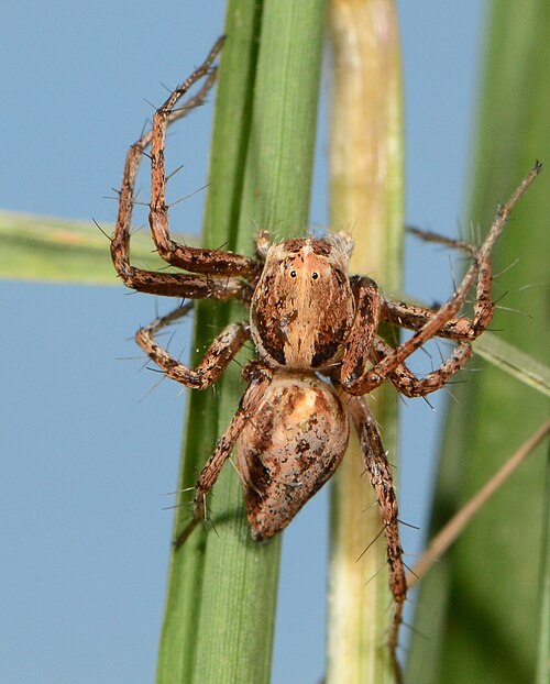 File:Oxyopes bothai 302031468 544301503.jpg