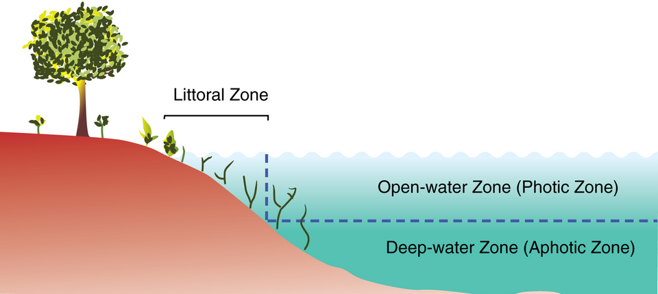 File:Primary zones of a lake.png