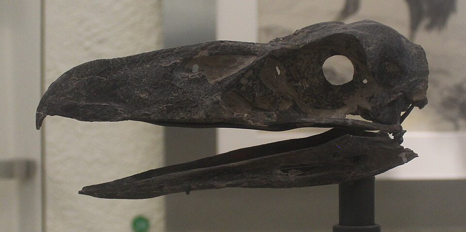 File:Psilopterus AMNH.jpg
