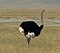 An ostrich.