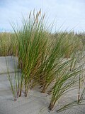 Thumbnail for version as of 21:47, 21 February 2010