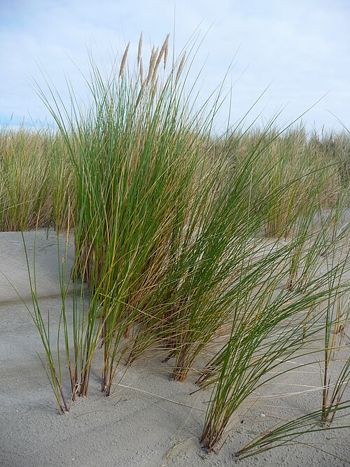 File:Ammophila Kalfamer.JPG