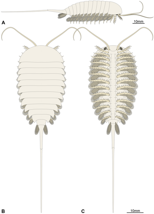 File:Emeraldella brutoni reconstruction.png