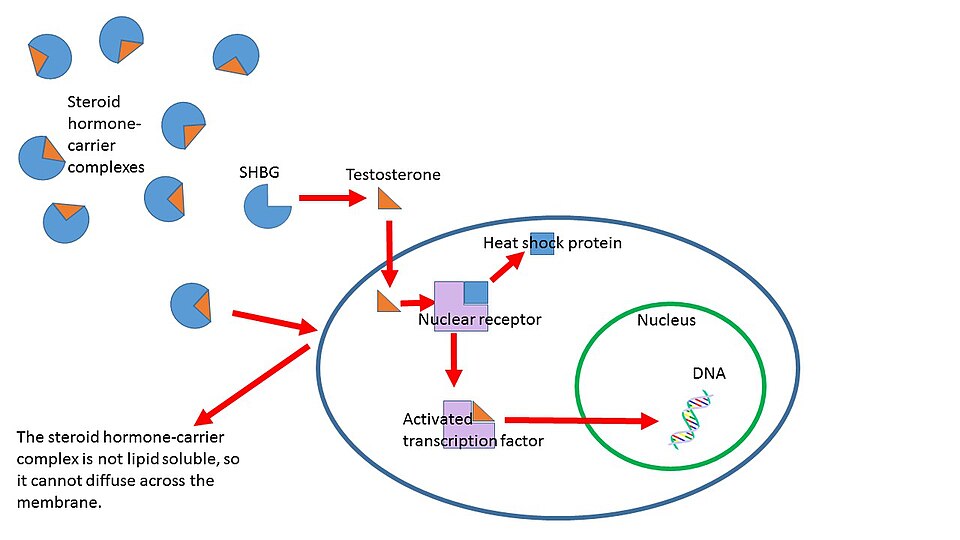 File:Free Hormone Hypothesis 2.jpg