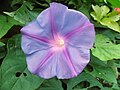 Ipomoea nil